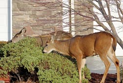 Urban Archery Season